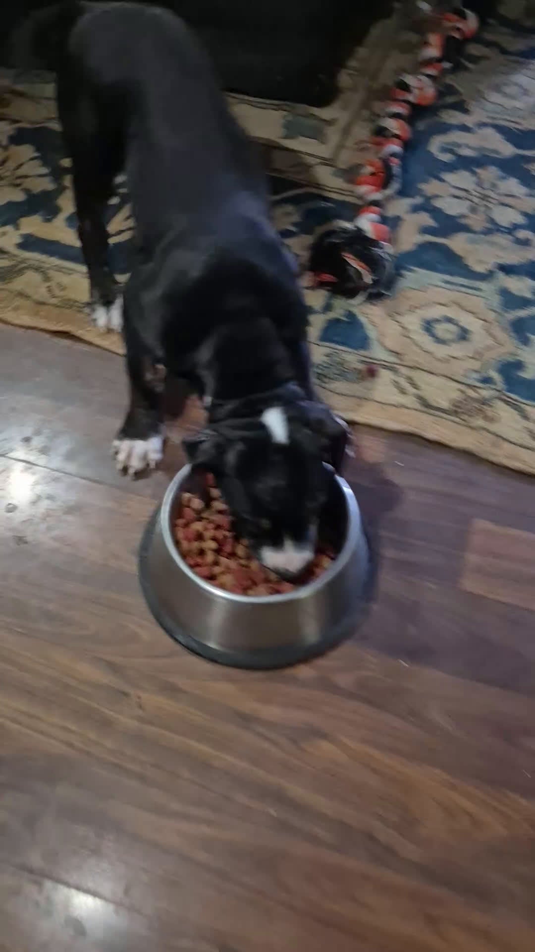 American Staffordshire Terrier dogs for sale: American Staffordshire Terrier Puppy 1 - Video 2