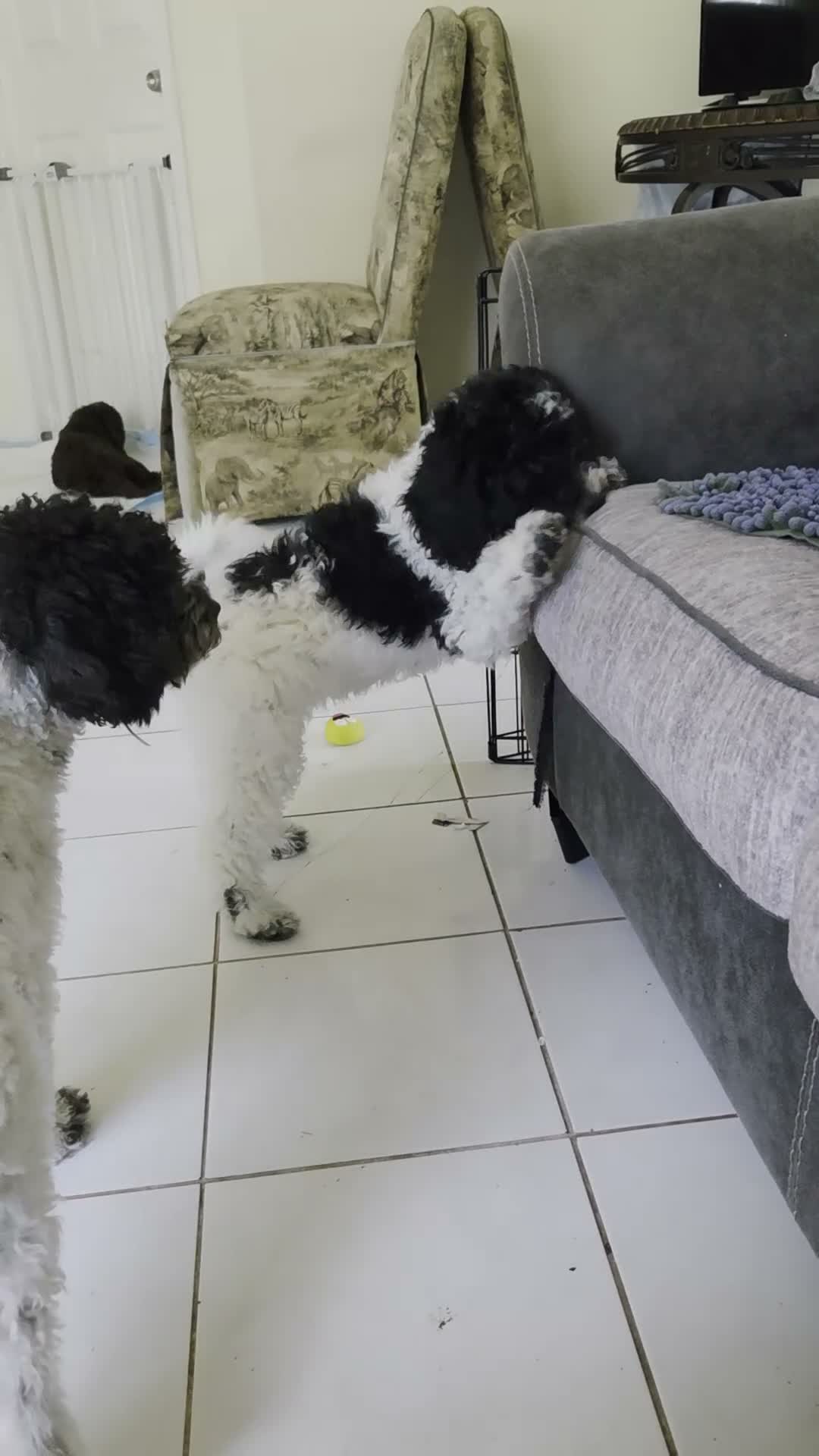 Miniature Poodle dogs for sale: Ugly Betty  - Video 1