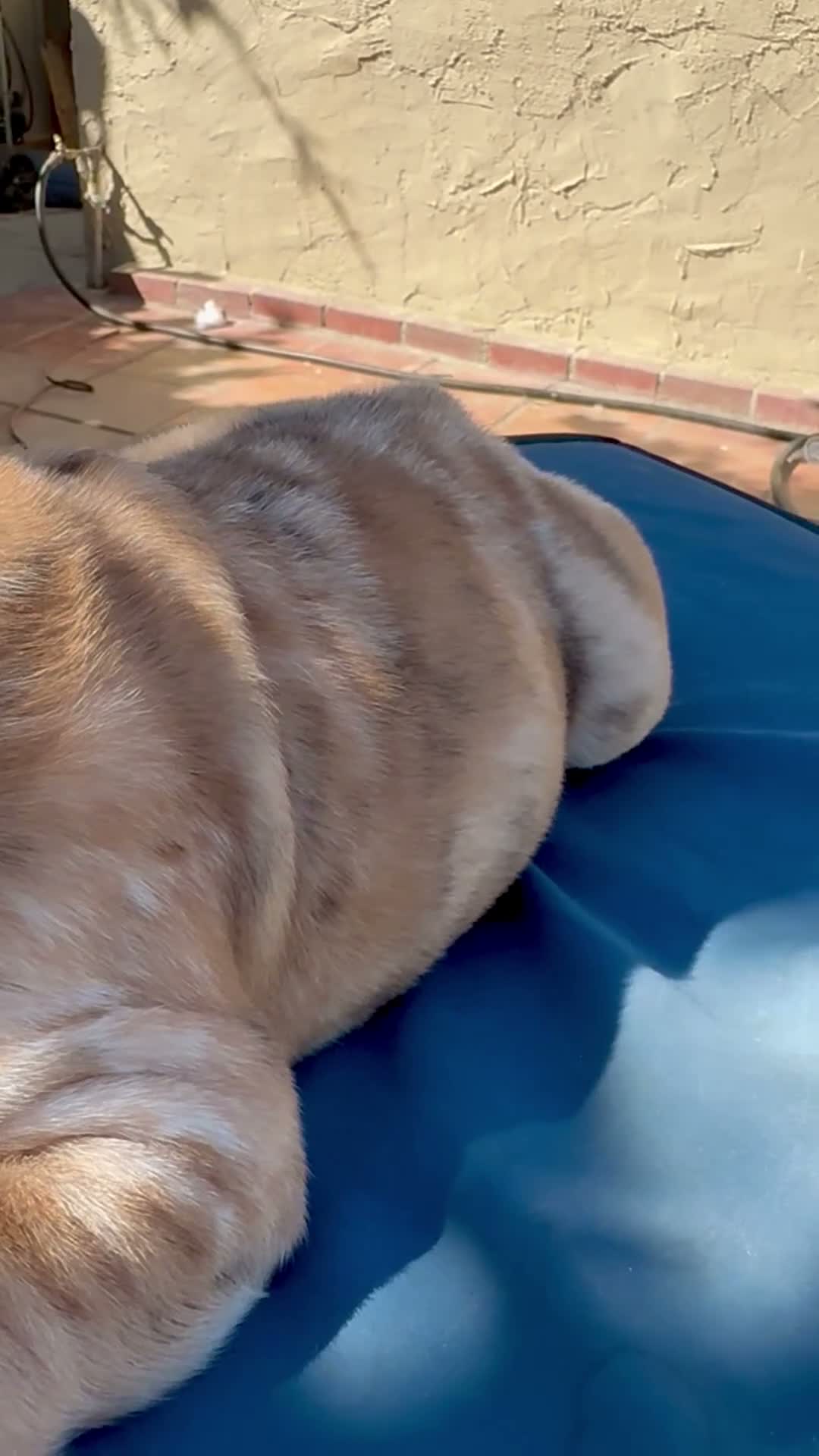 English Bulldog dogs for sale: Lucy/mini bulldog - Video 1