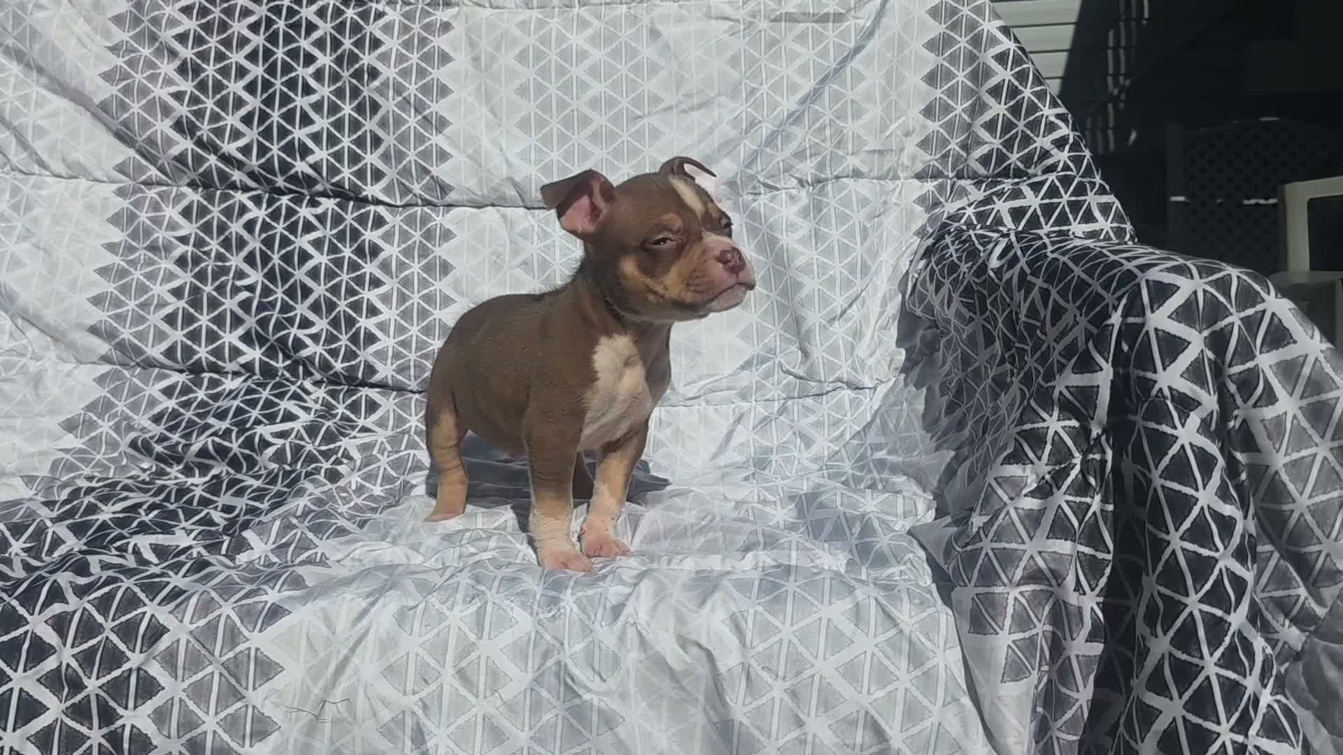 American Bully dogs for sale: Male 2 - Video 1