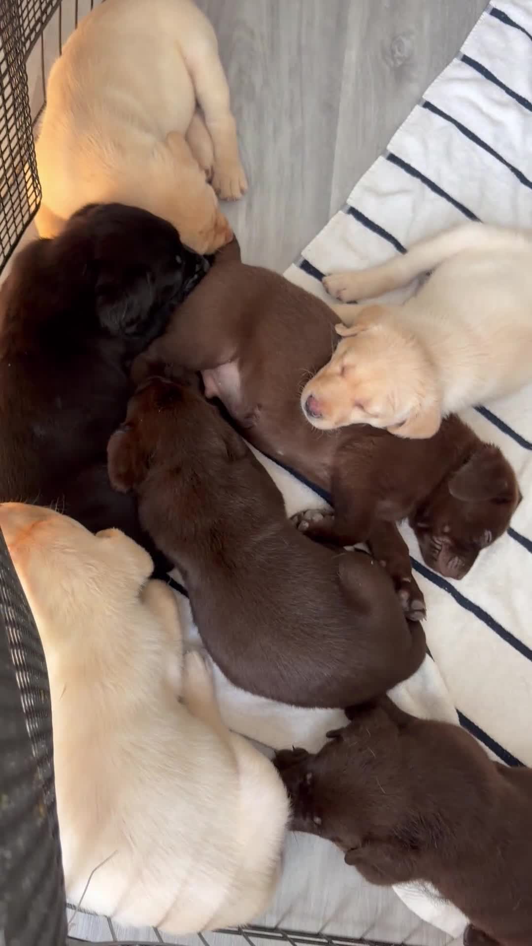 Labrador Retriever dogs for sale: Labrador Retriever Puppy 2 - Video 1