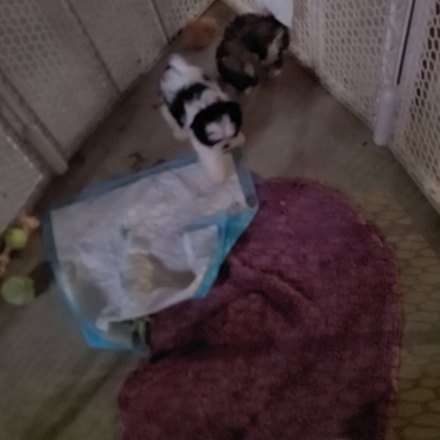 Shih Tzu dogs for sale: Nate - Video 1