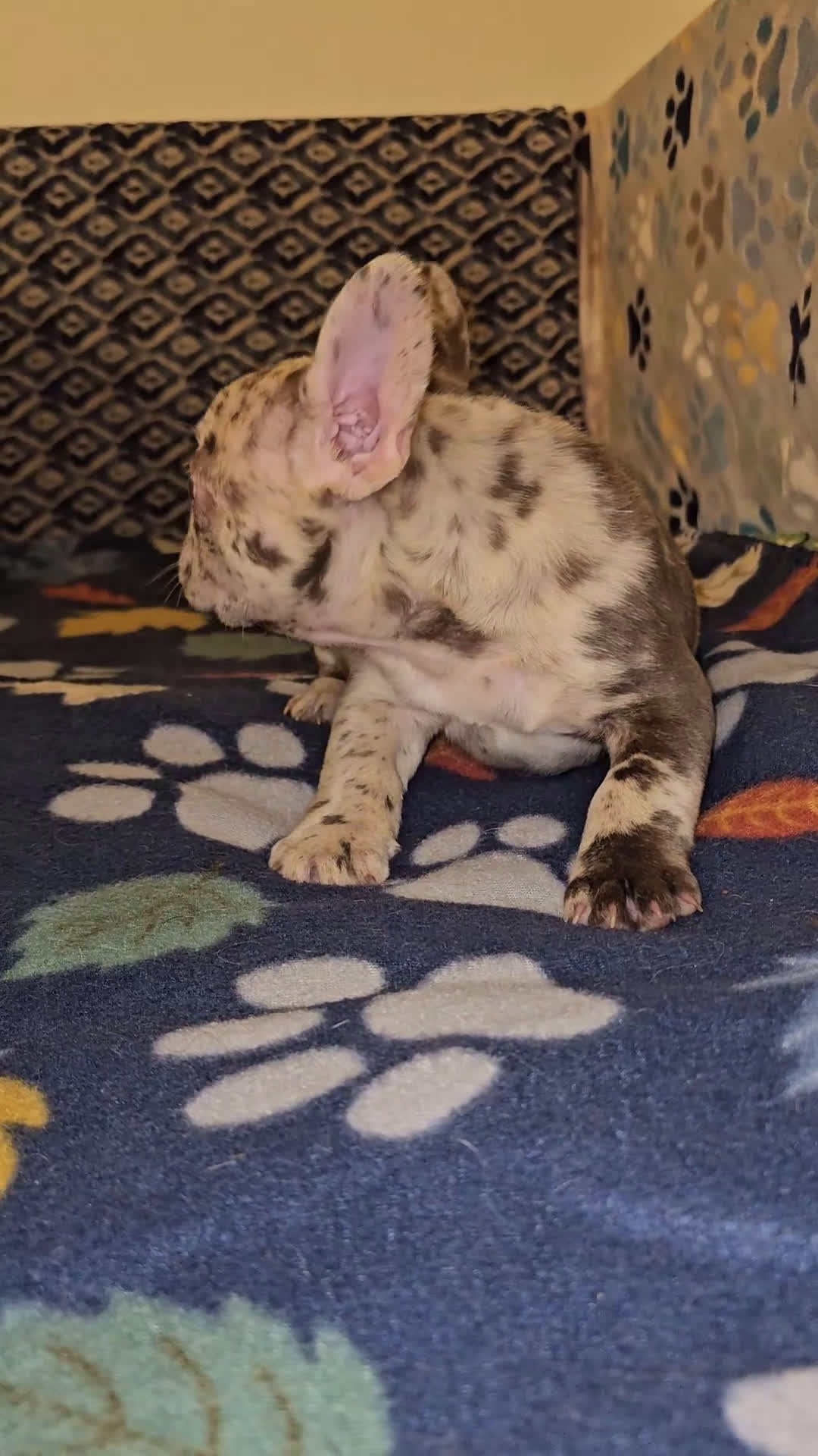 French Bulldog dogs for sale: French Bulldog Puppy 2 - Video 1