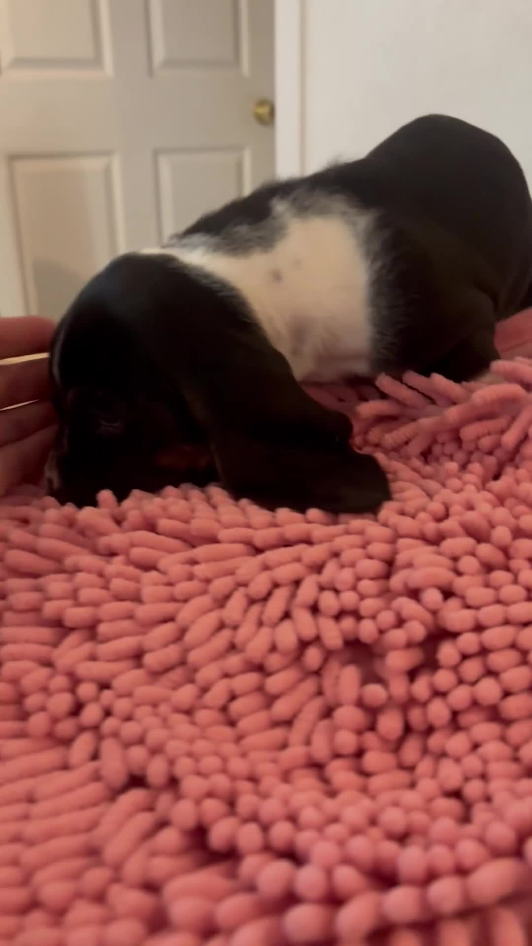 Basset Hound dogs for sale: Basset Hound 1 - Video 1