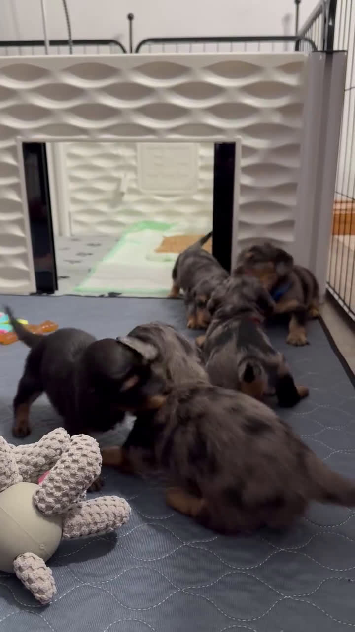 Dachshund dogs for sale: Dachshund Puppy 3 - Video 1