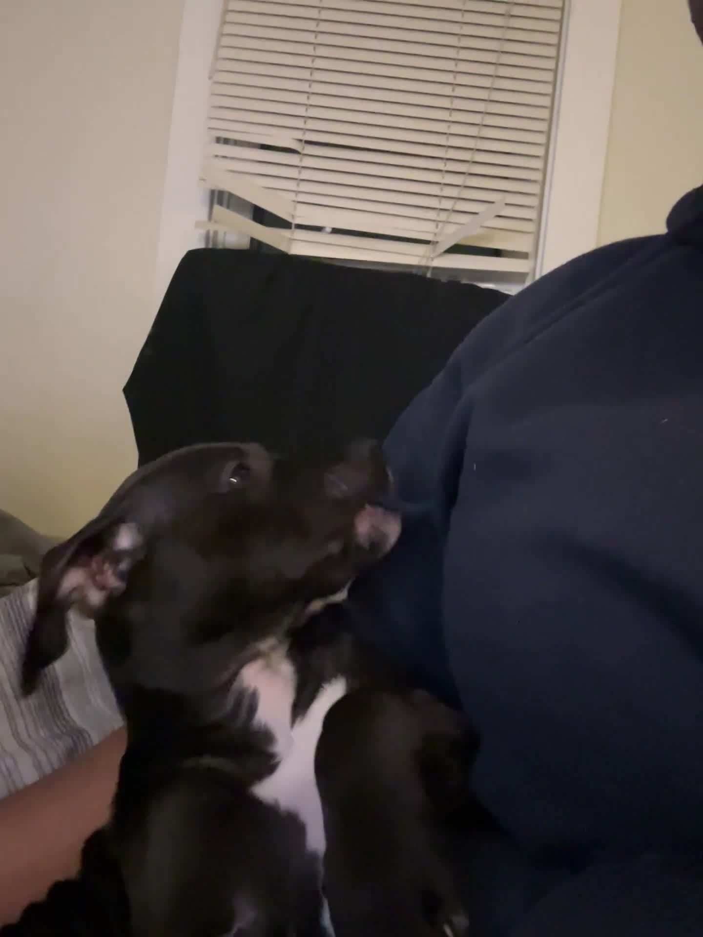 American Pit Bull Terrier dogs for sale: American Pit Bull Terrier 1 - Video 1