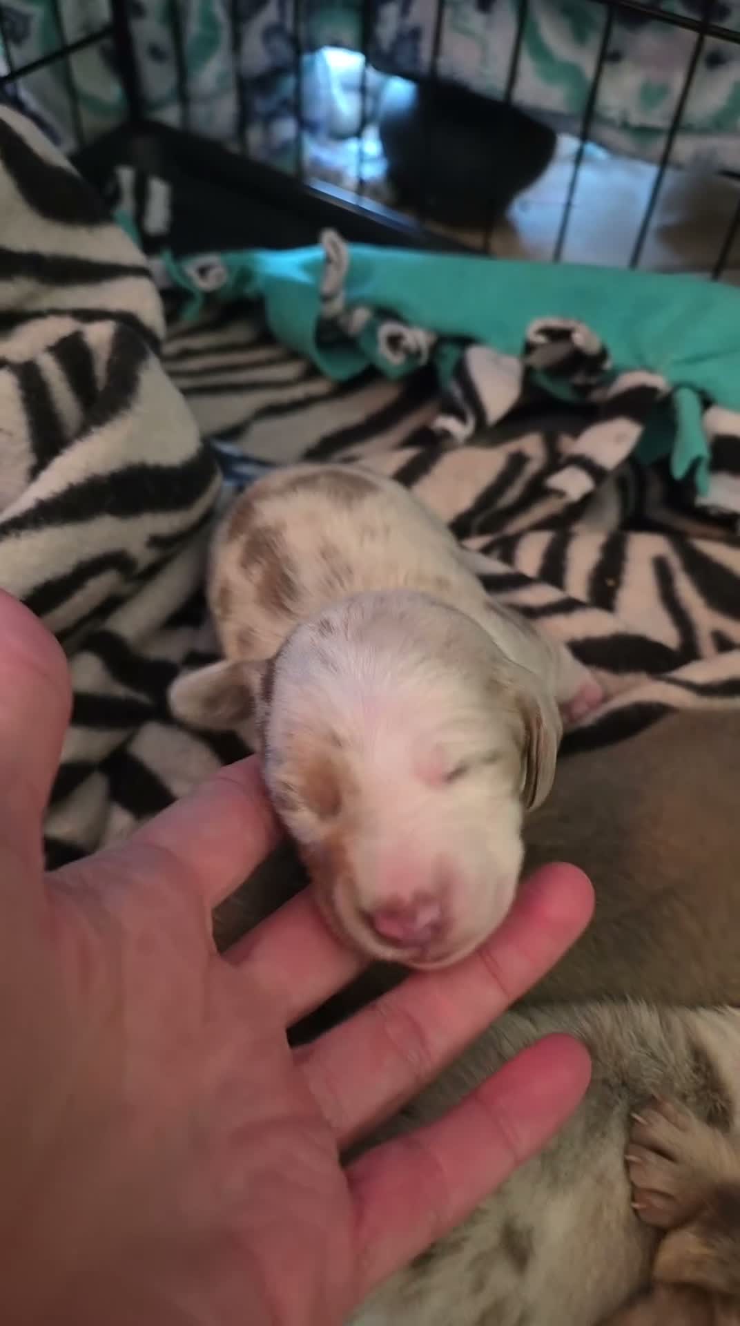 Miniature Dachshund dogs for sale: Miniature Dachshund Max - Video 6