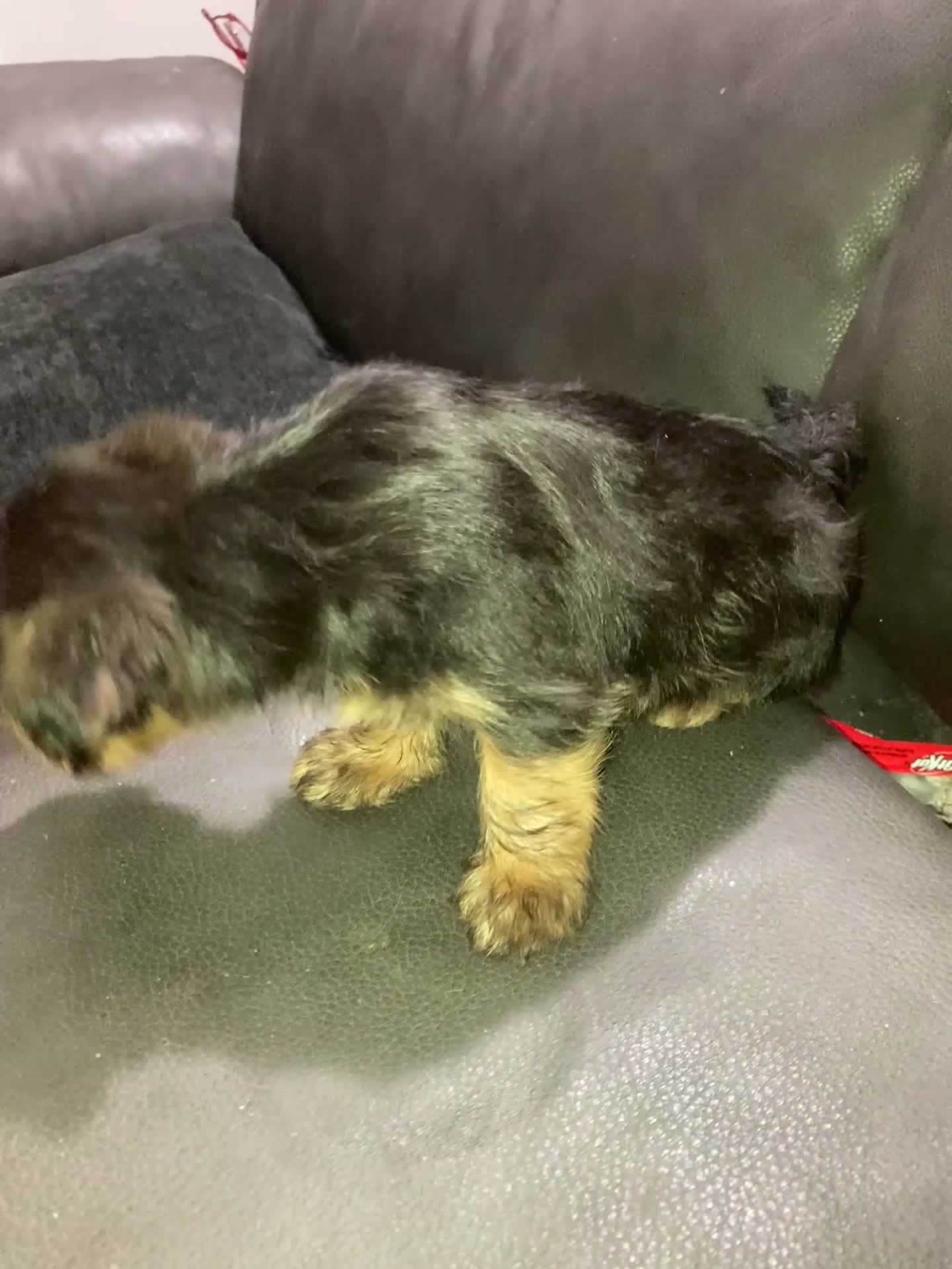 Mixed Breed dogs for sale: Unique - Video 5