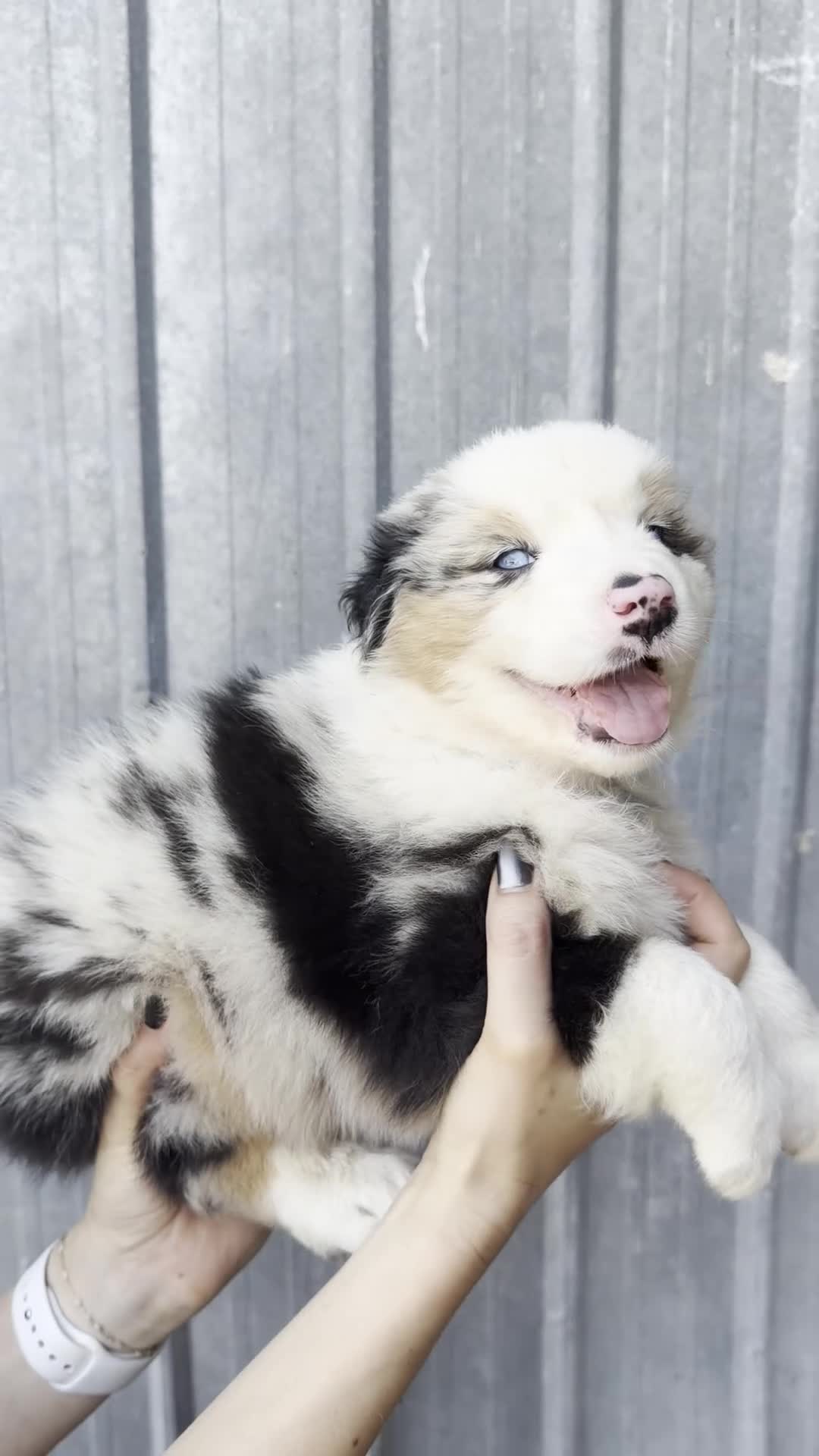 Australian Shepherd dogs for sale: Samson  - Video 1