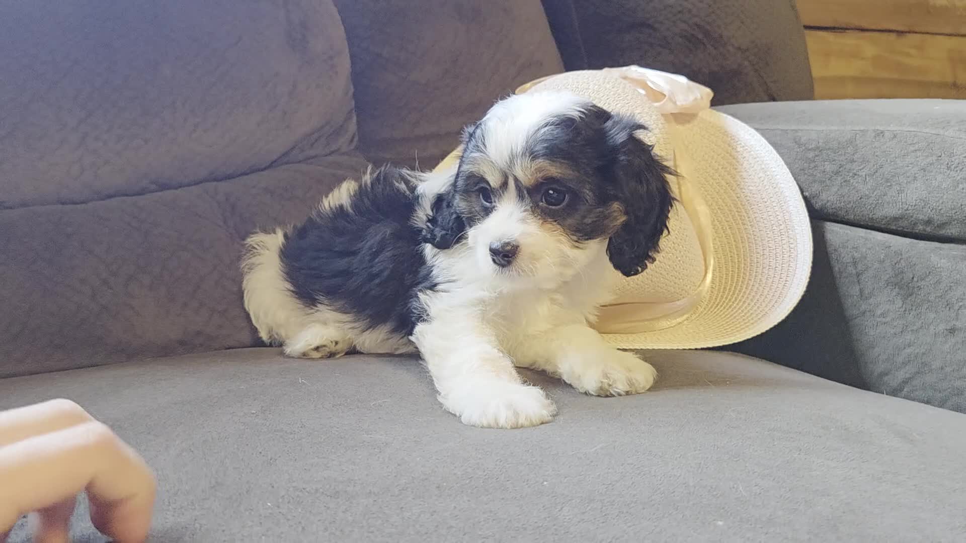 Cavapoo dogs for sale: Carrie  - Video 1