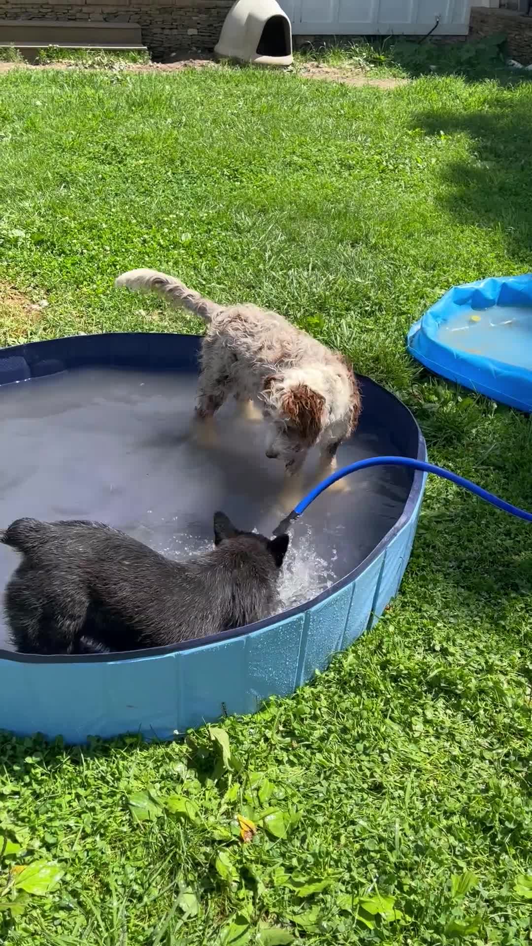 Australian Cattle Dog dogs for sale: BINDI    - Video 1