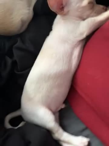 Mixed Breed dogs for sale: Mixed Breed Puppy 3 - Video 1