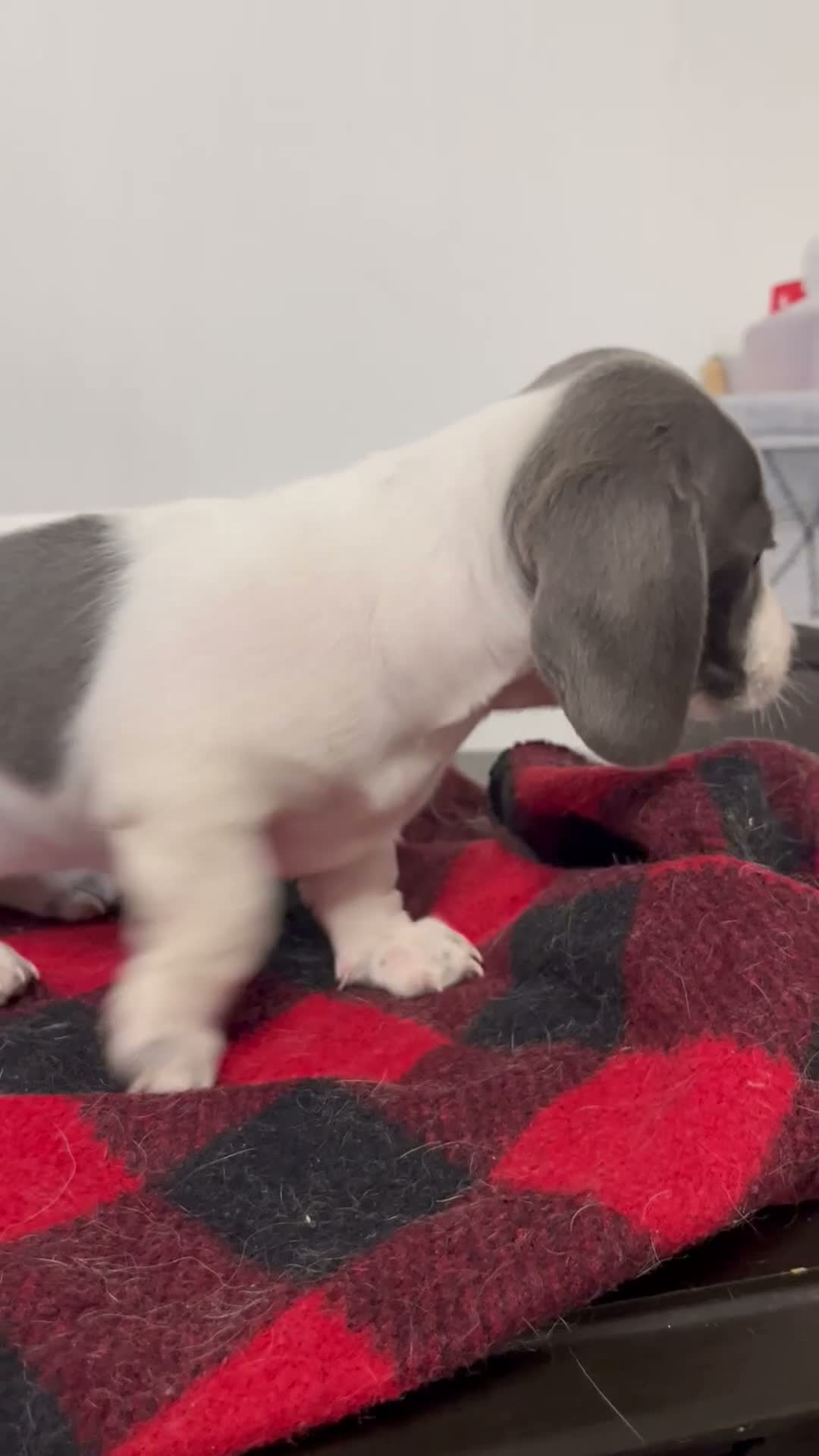 Miniature Dachshund dogs for sale: Jessie  - Video 1