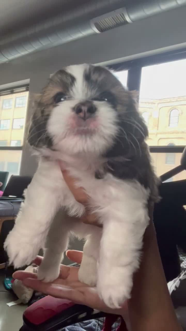 Mixed Breed dogs for sale: Dorchester- Shih Pom - Video 1