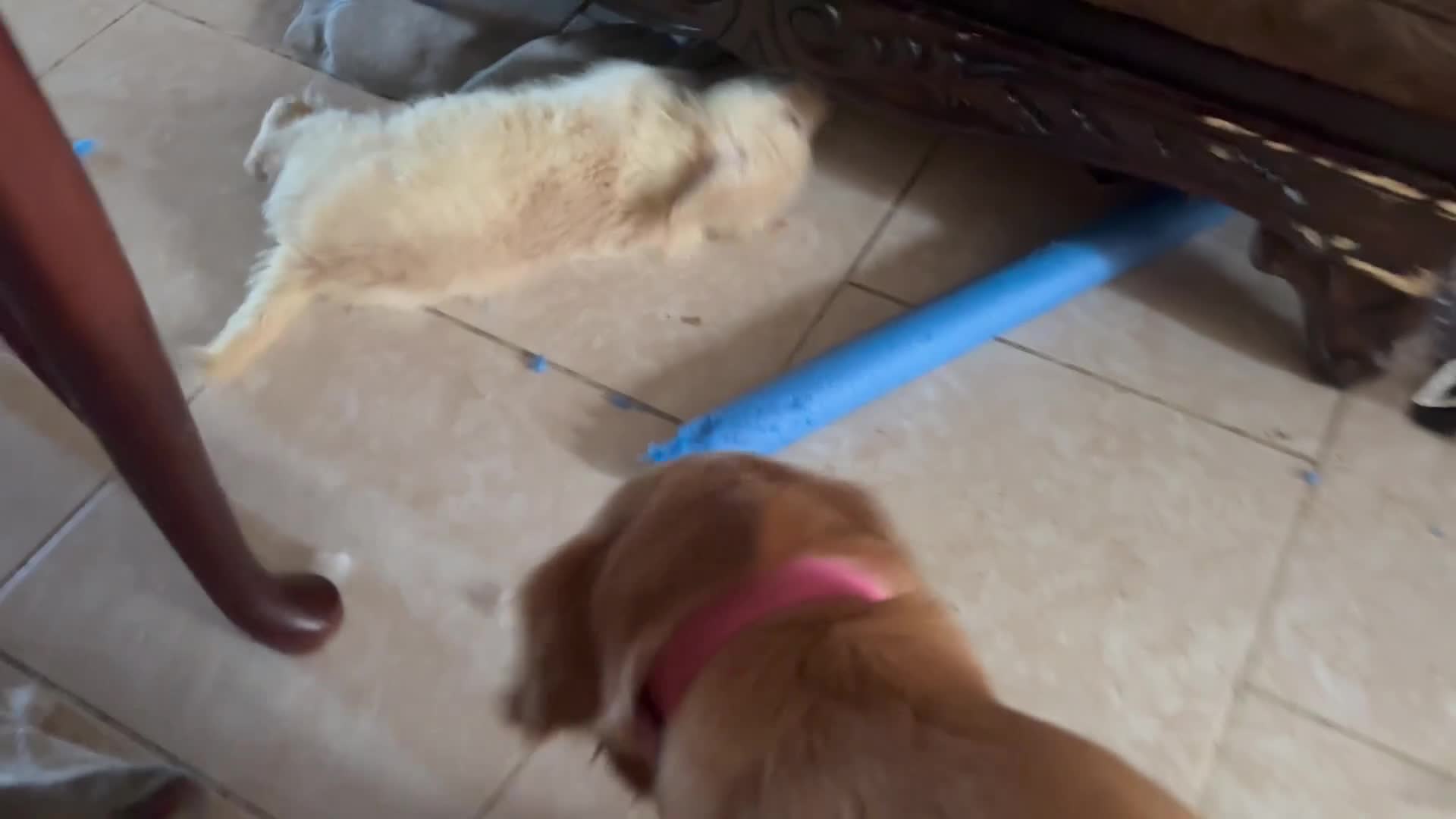 Golden Retriever dogs for sale: Nova - Video 1