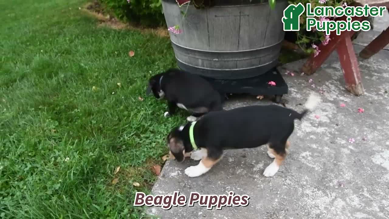 Beagle dogs for sale: Remi - Video 1