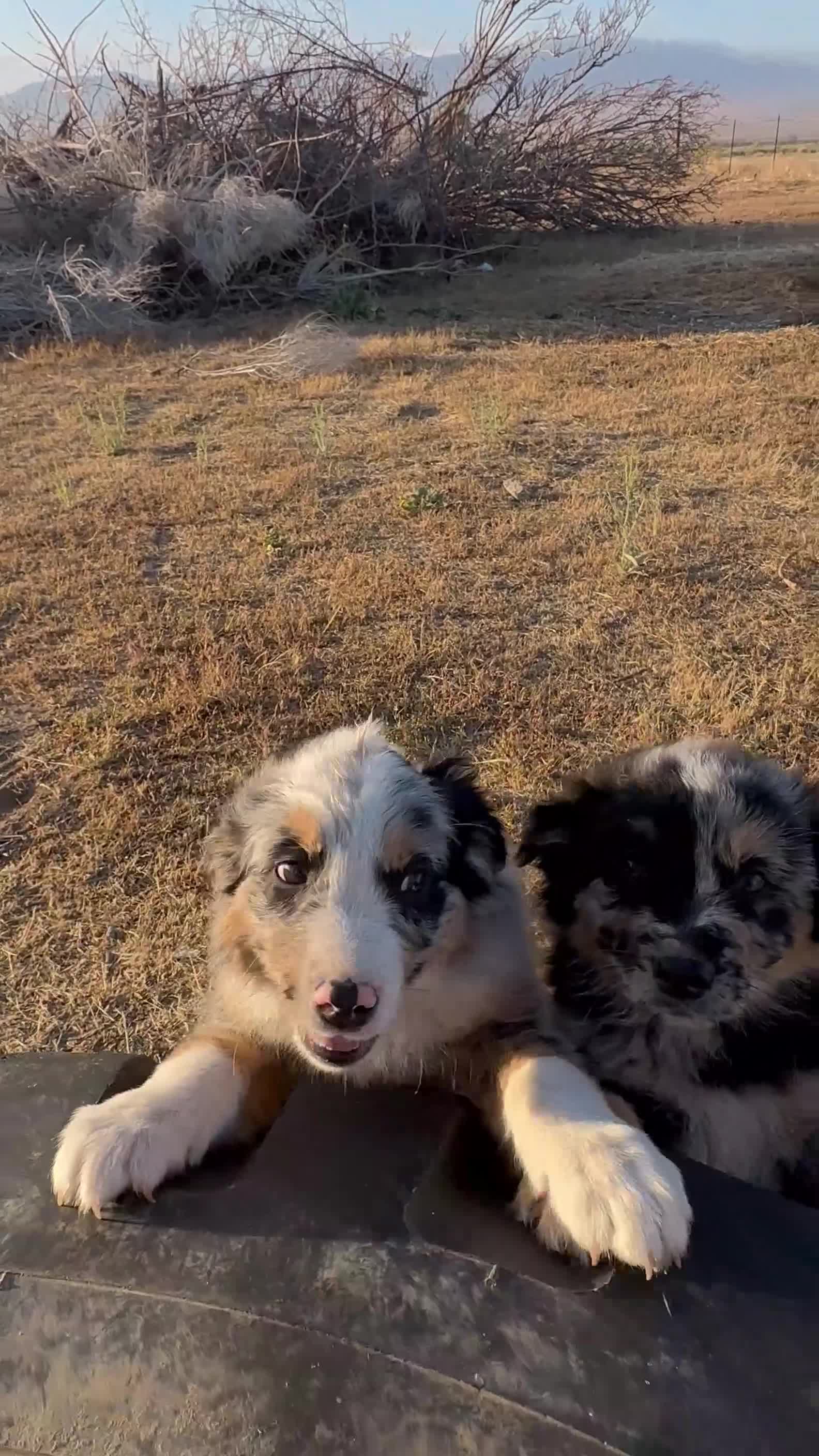Mixed Breed dogs for sale: Puffball - Video 2