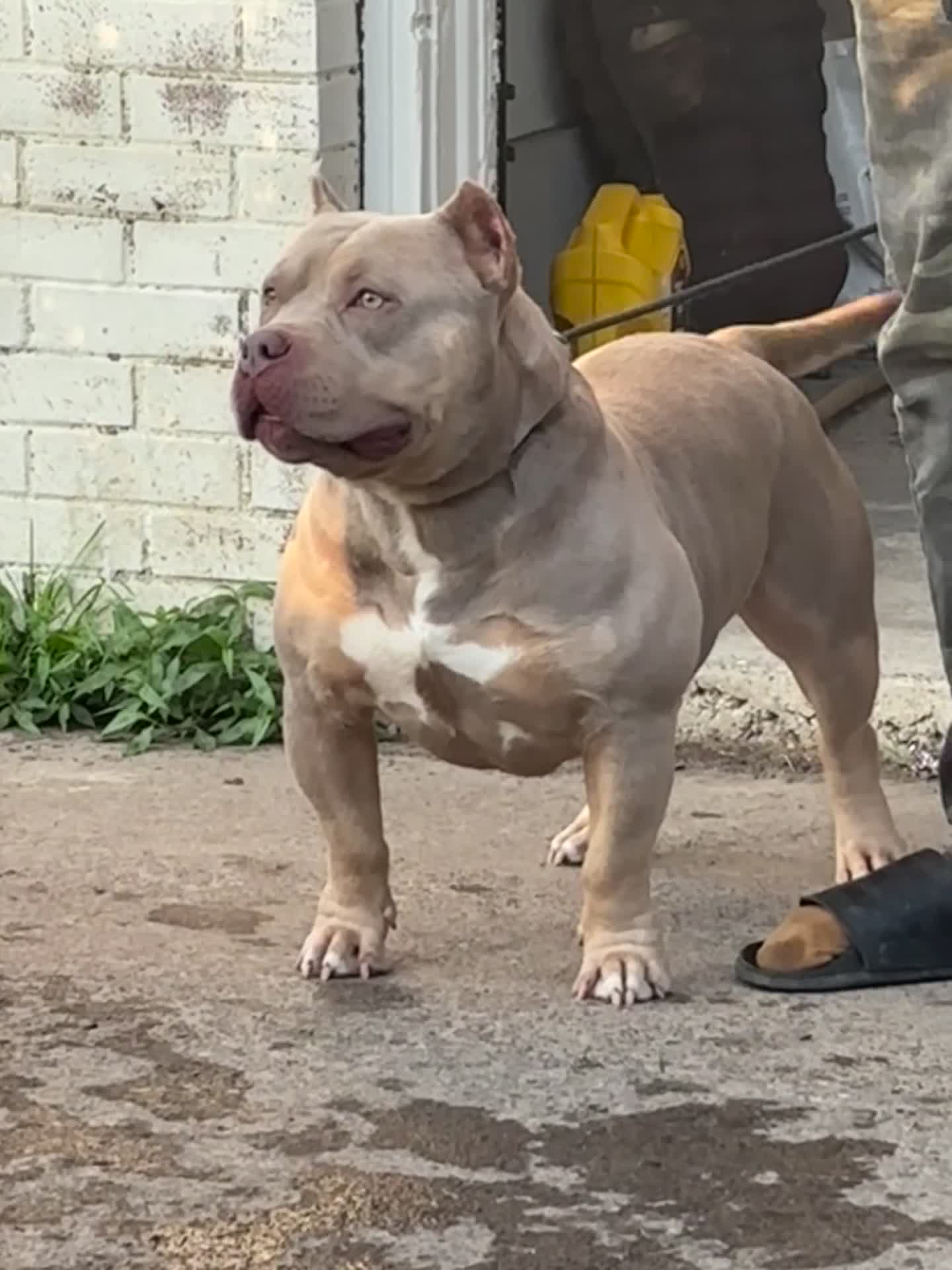 American Bully dogs for stud: Luxury’s Show Out  - Video 1