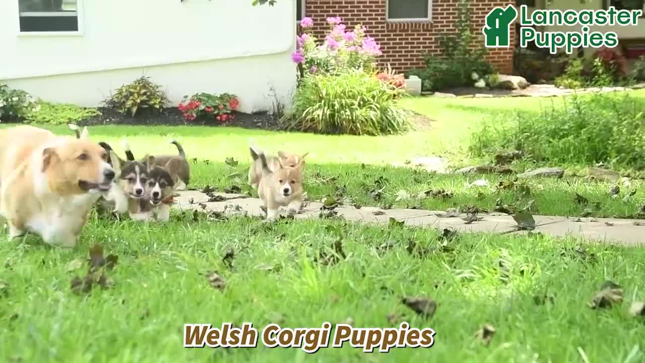 Welsh Corgi Pembroke dogs for sale: Bailey - Video 1