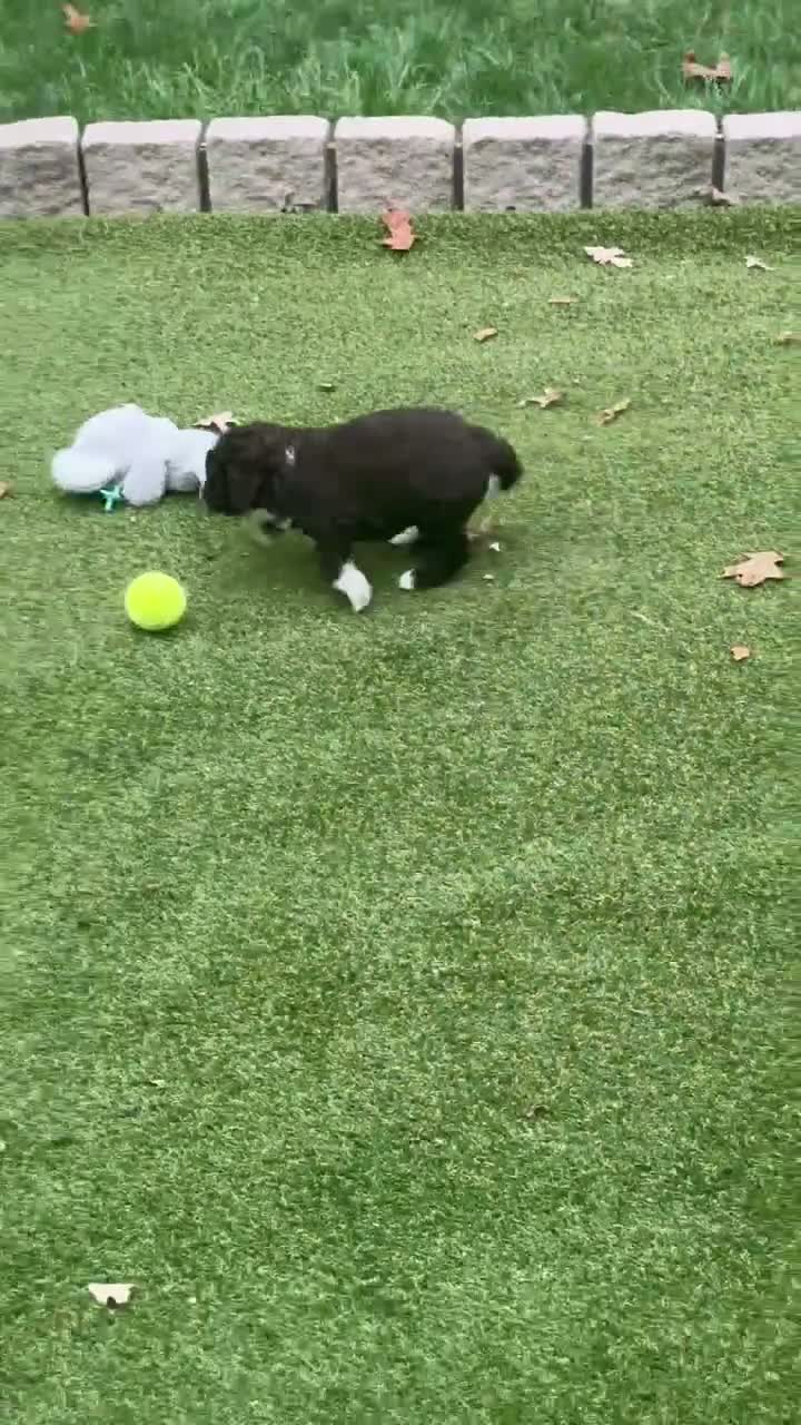 Aussiedoodle dogs for sale: Riley - Video 1