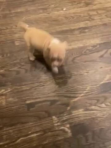 American Pit Bull Terrier dogs for sale: American Pit Bull Terrier Puppy 1 - Video 1