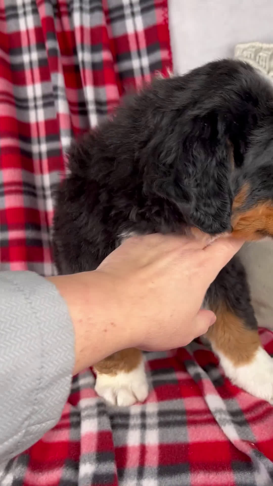 Bernese Mountain Dog dogs for sale: Jesse *Genetic Clear - Video 1