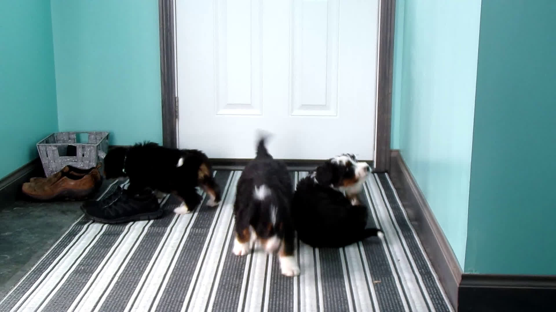 Mini Bernedoodle dogs for sale: Mini Bernedoodle Puppy 3 Brewster - Video 1