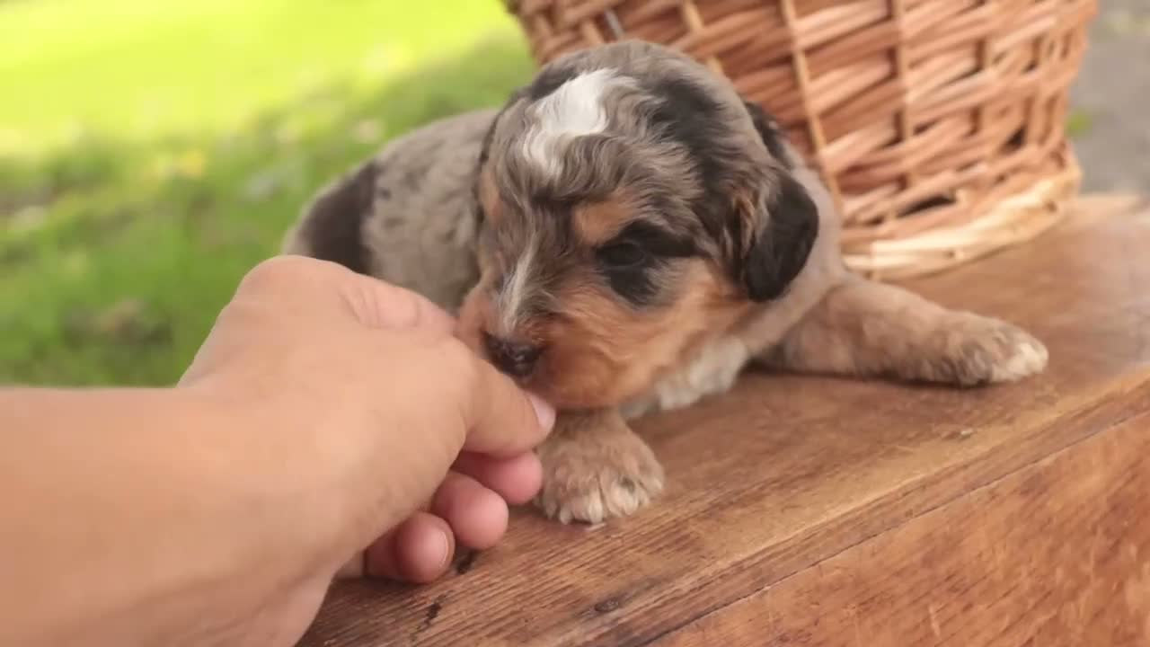 Mini Bernedoodle dogs for sale: Cornell F1 Mini Bernedoodle  - Video 9