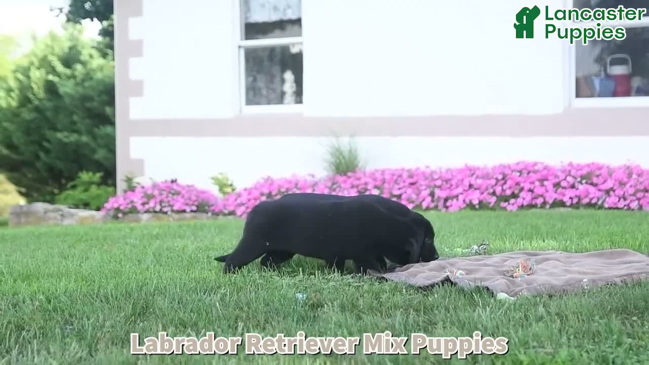 Mixed Breed dogs for sale: Bessie - Video 1