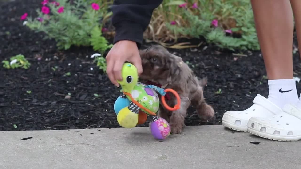 Cockapoo dogs for sale: Kobe - Video 1