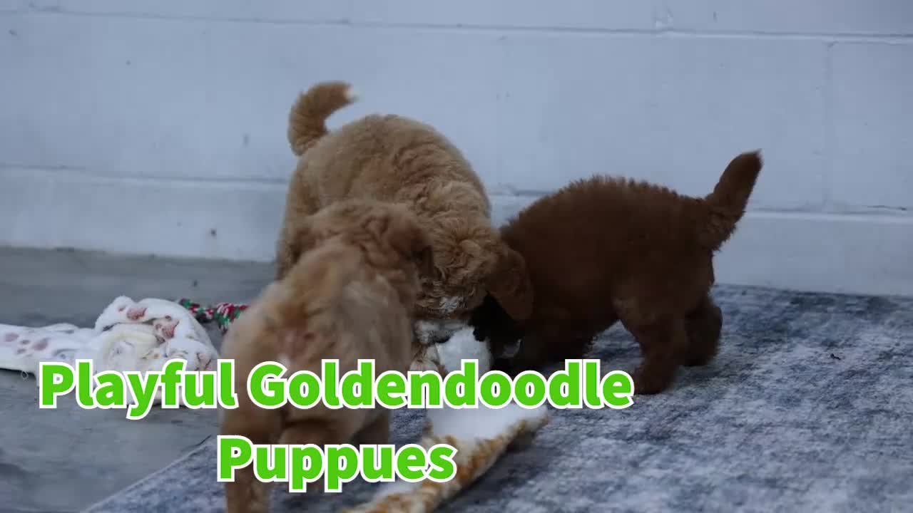 Mini Goldendoodle dogs for sale: 🐾 Meet Natasha – F2B Mini Goldendoodle Puppy 🐾 - Video 1