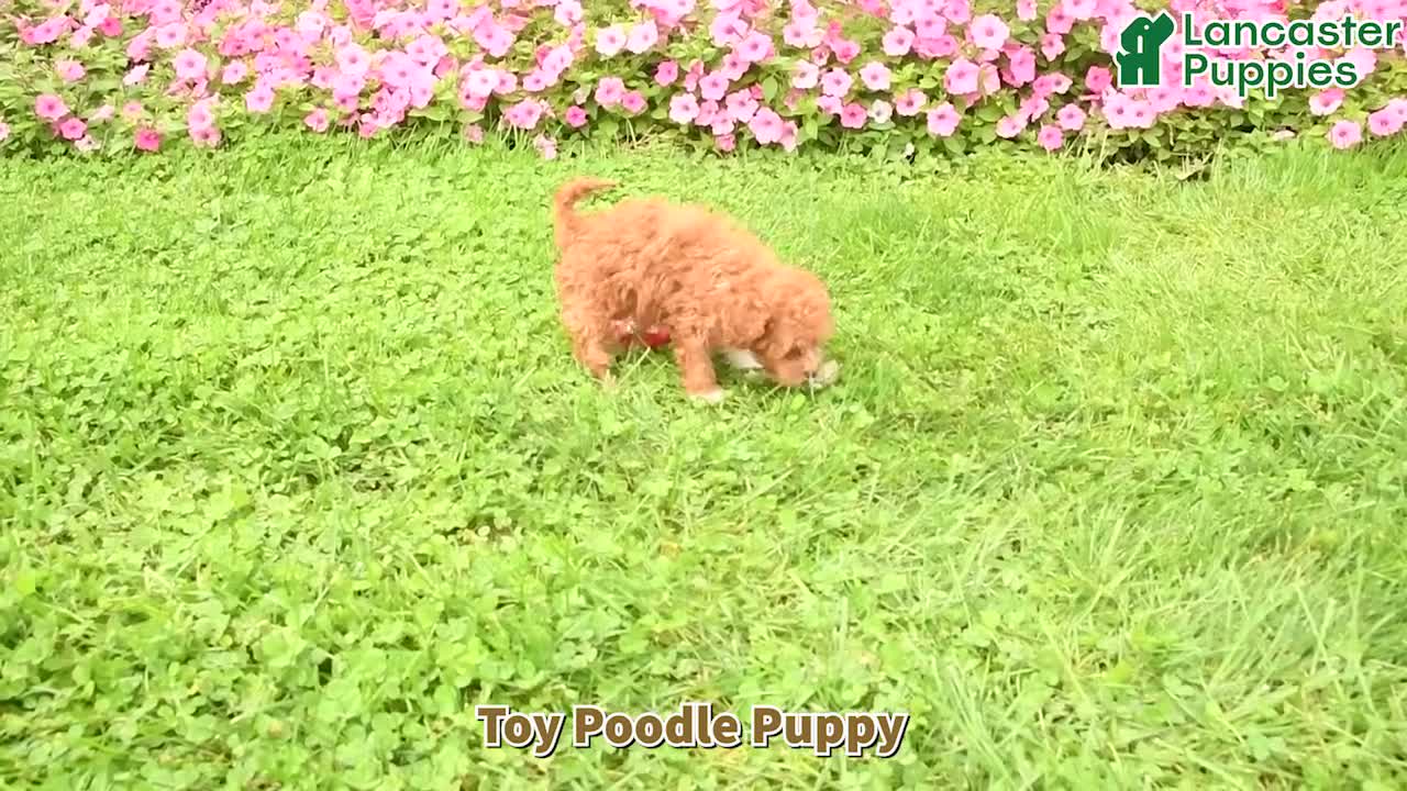 Toy Poodle dogs for sale: Penny - Video 1