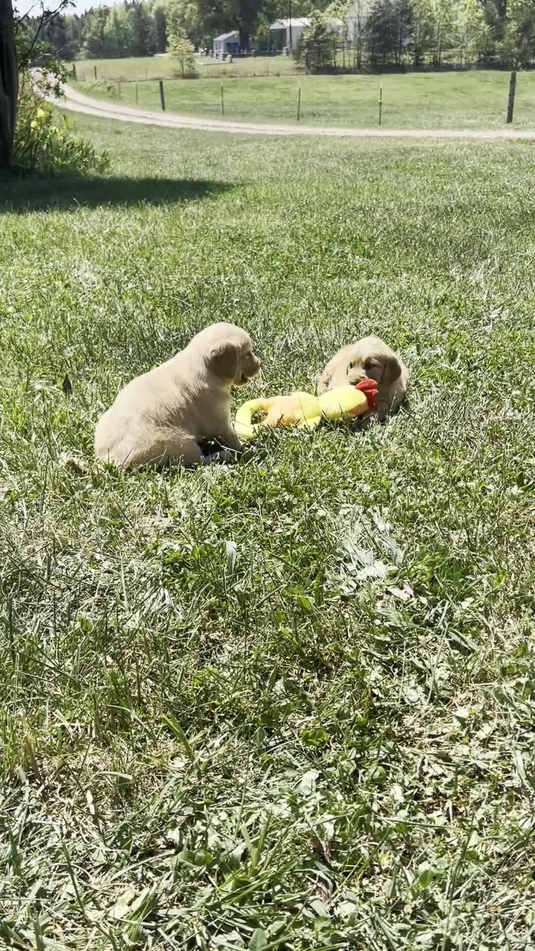 Golden Retriever dogs for sale: Haley - Video 1
