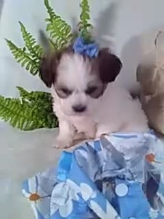 Teddy Bear dogs for sale: Candy - Video 1