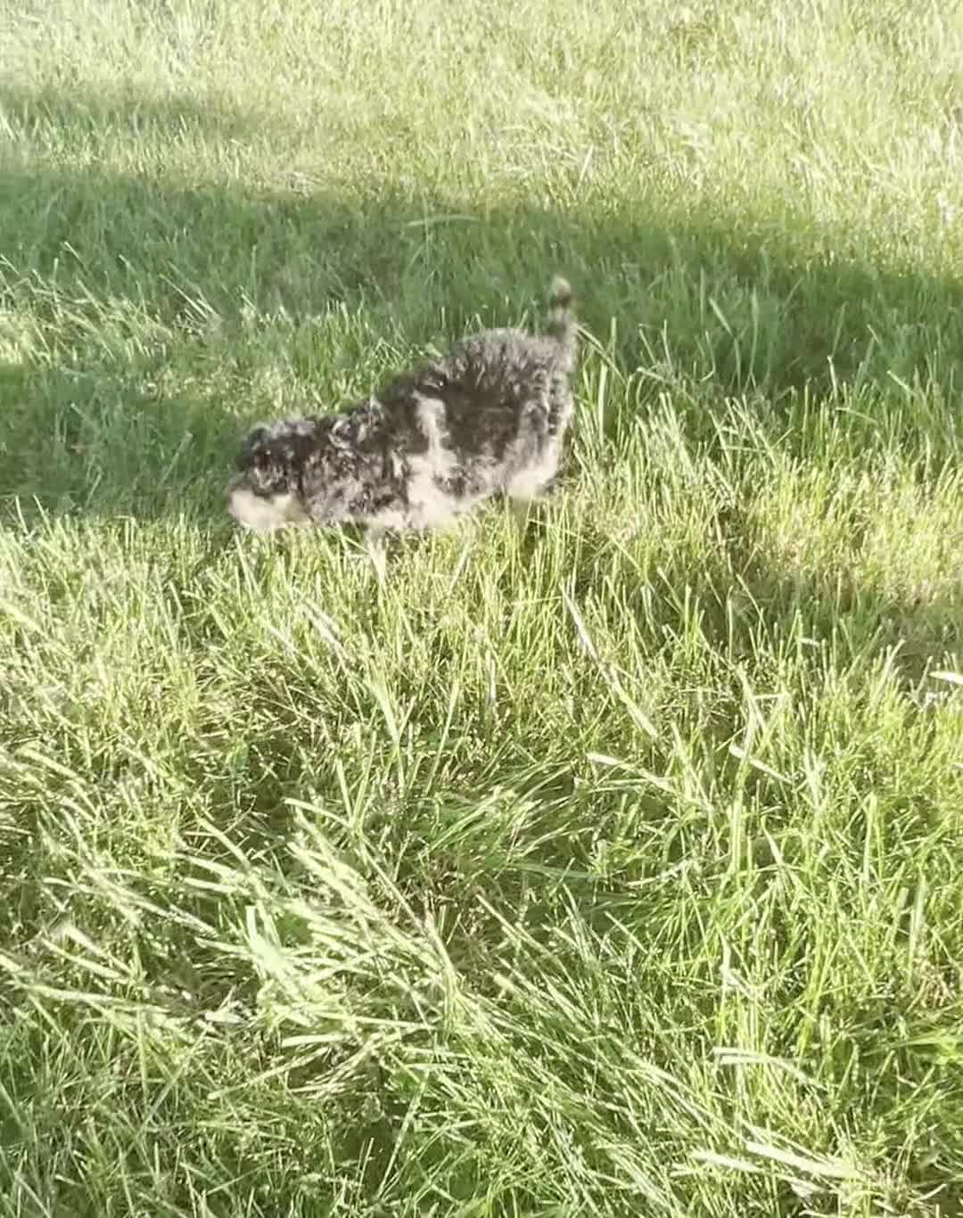 Mini Goldendoodle dogs for sale: kiki - Video 1