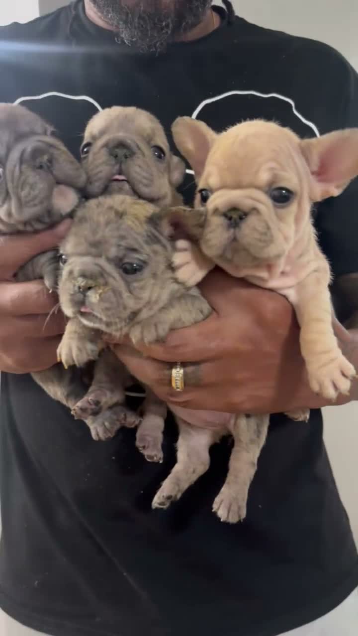 French Bulldog dogs for sale: French Bulldog 2 - Video 1