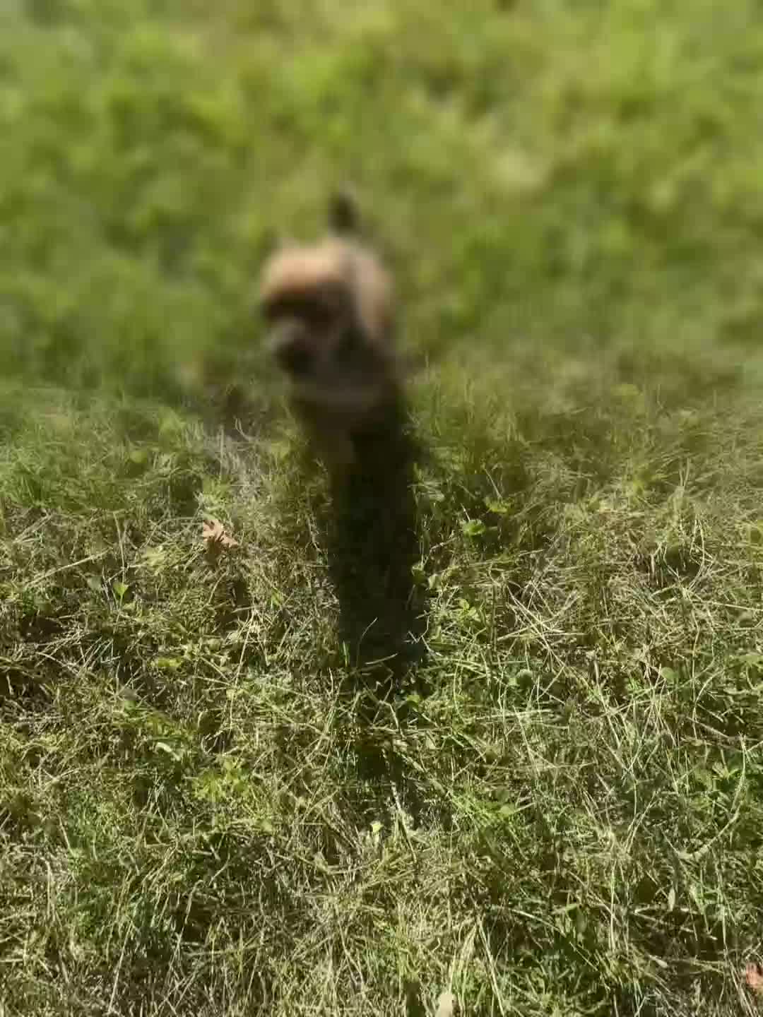Chihuahua dogs for sale: Jupiter - Video 1