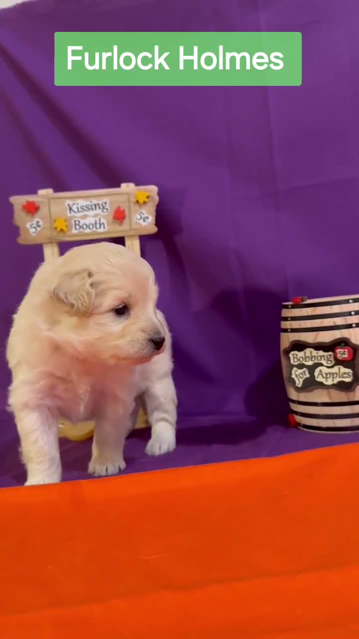 Mixed Breed dogs for sale: Samoyed - Poodle Doodle Sammypoo 2 - Video 1