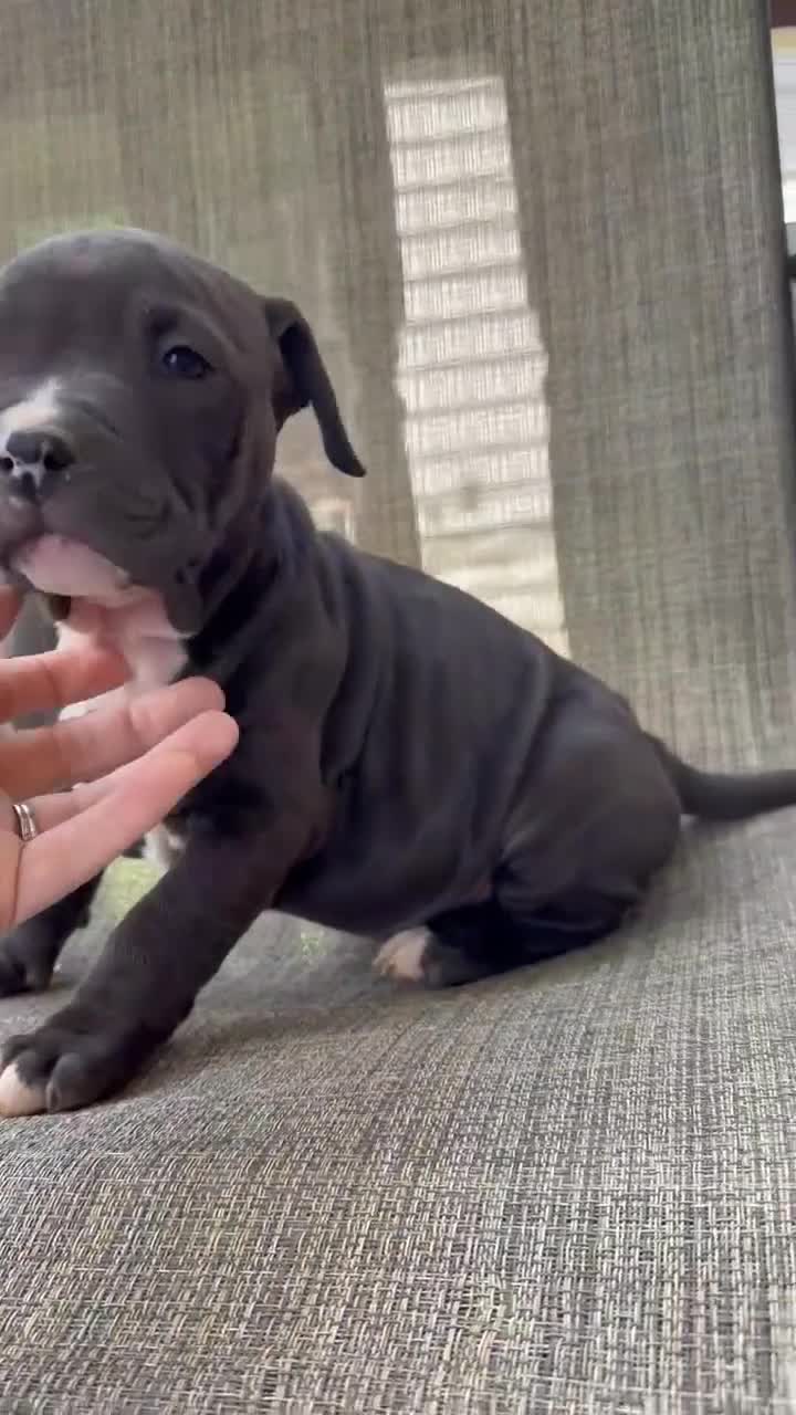 American Bully dogs for sale: Onyx - Video 2