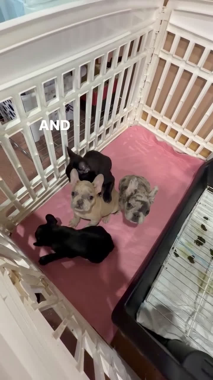 French Bulldog dogs for sale: Diesel - Video 2