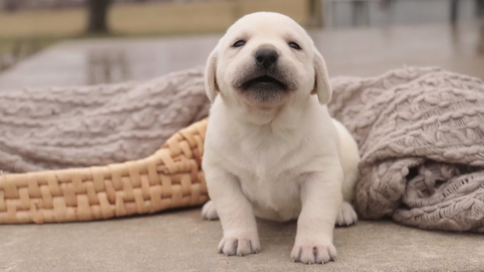 Labrador Retriever dogs for sale: Shebah - Video 1