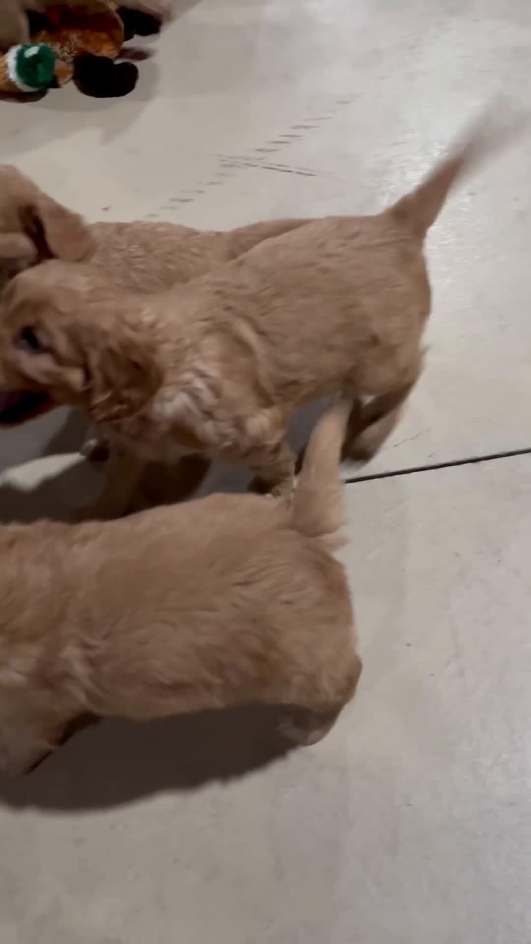 Mixed Breed dogs for sale: Jewel - Video 2