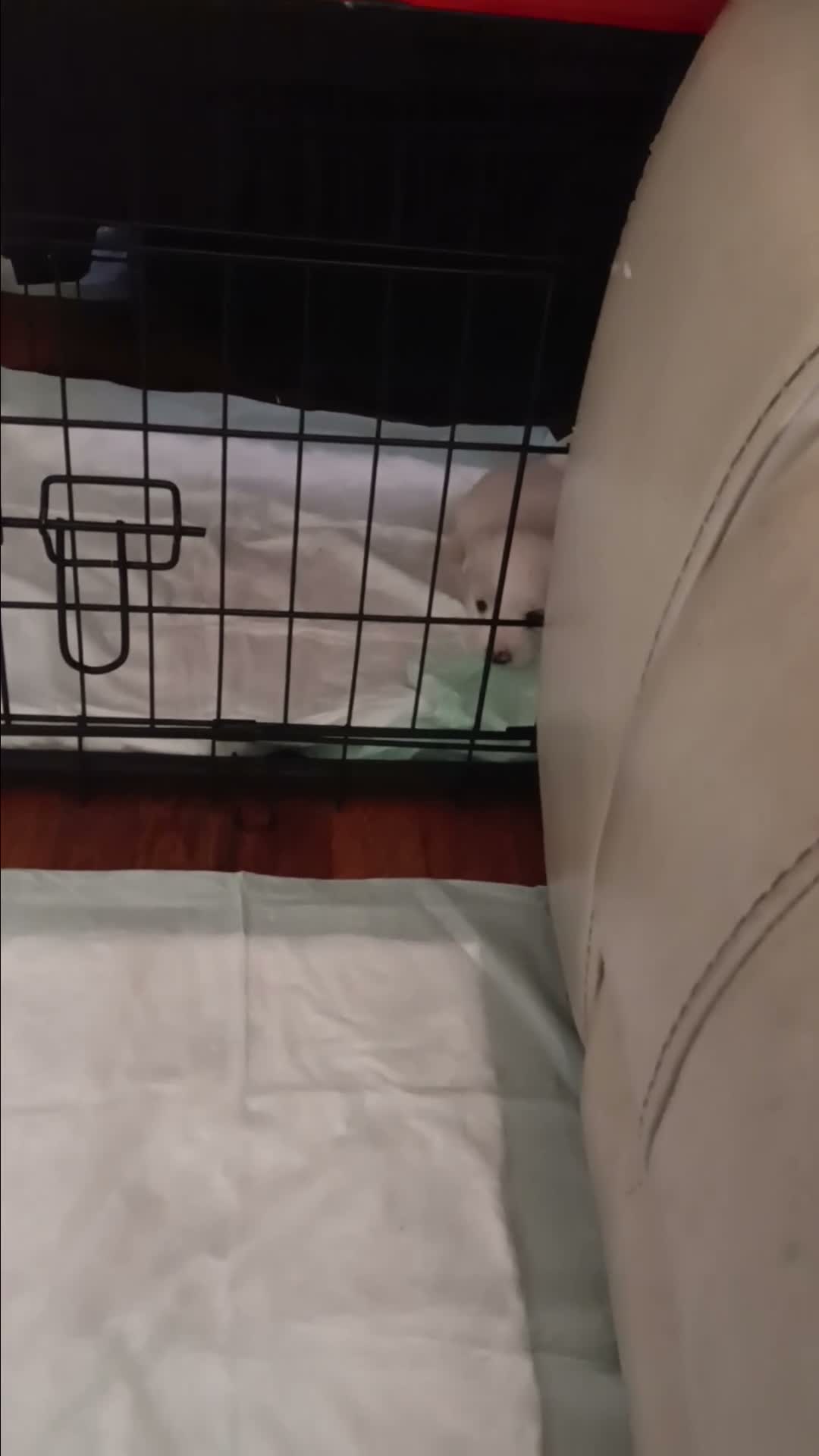 Maltese dogs for sale: Maltese 1 - Video 1