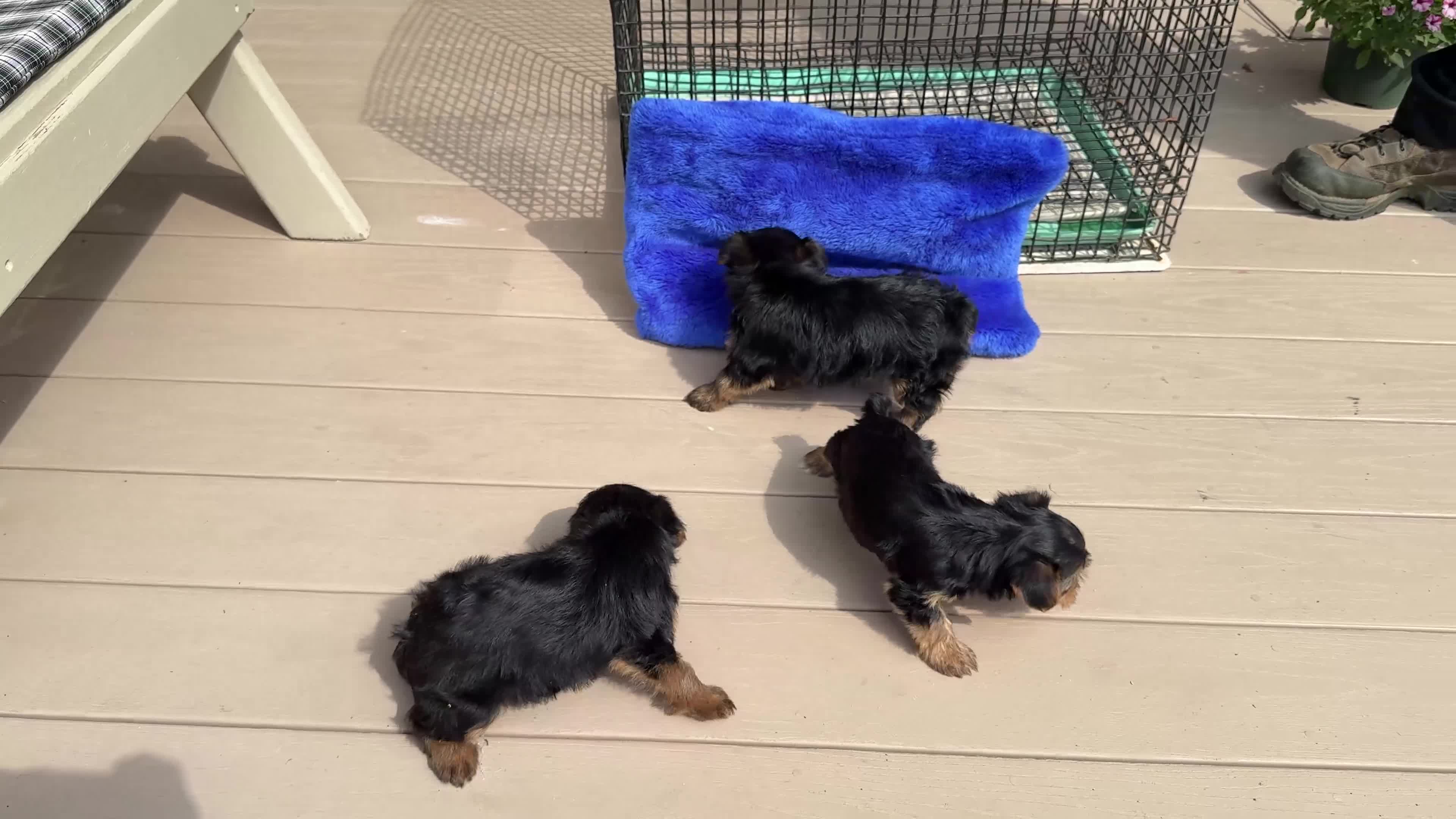 Yorkshire Terrier dogs for sale: Peanut - Video 1