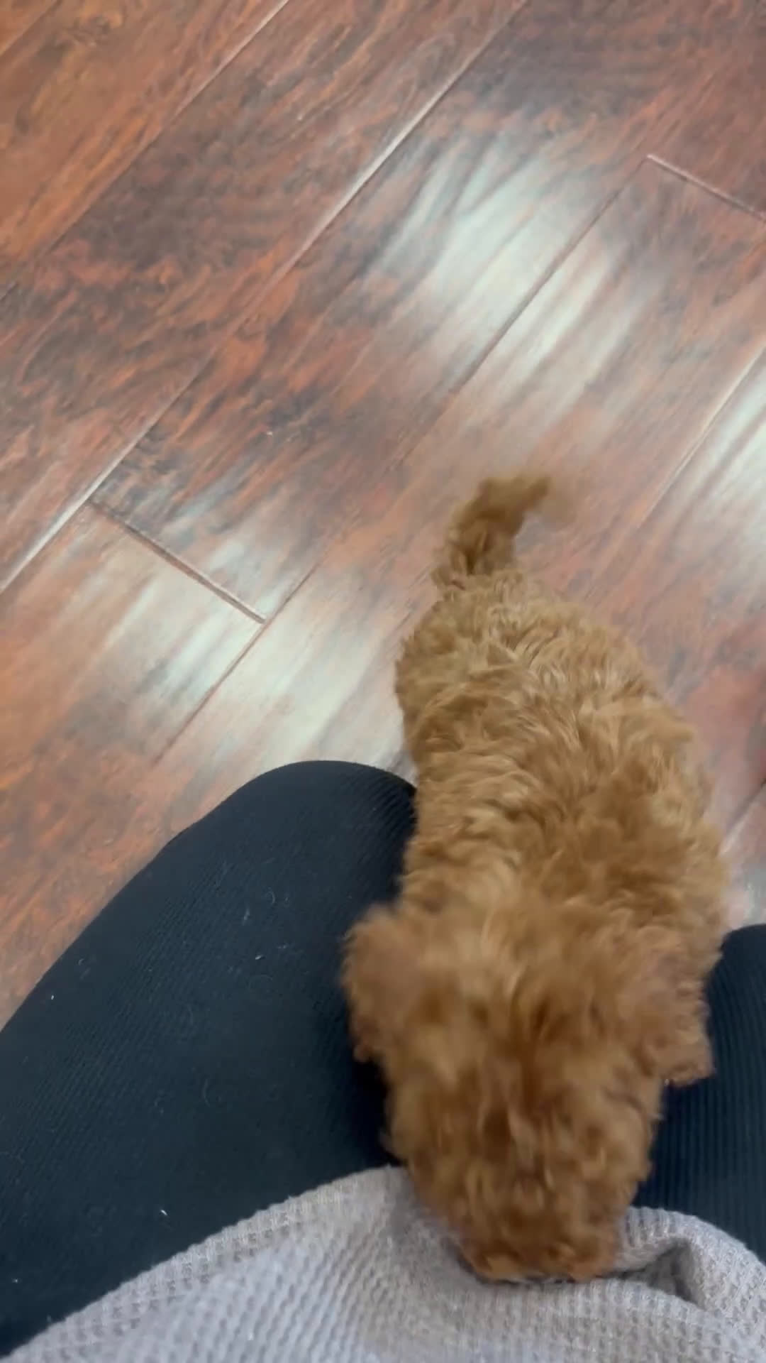 Toy Poodle dogs for sale: Toy Poodle Puppy 1 - Video 2