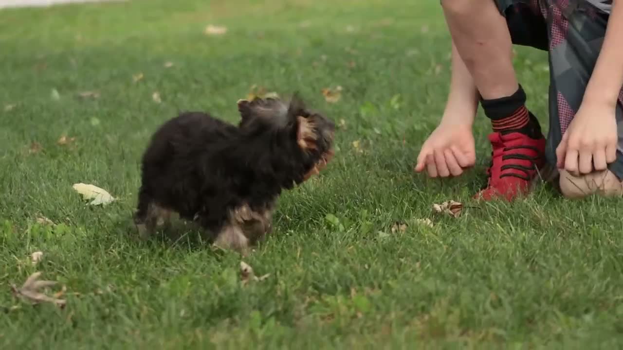 Yorkshire Terrier dogs for sale: Damon Yorkshire Terrier  - Video 1