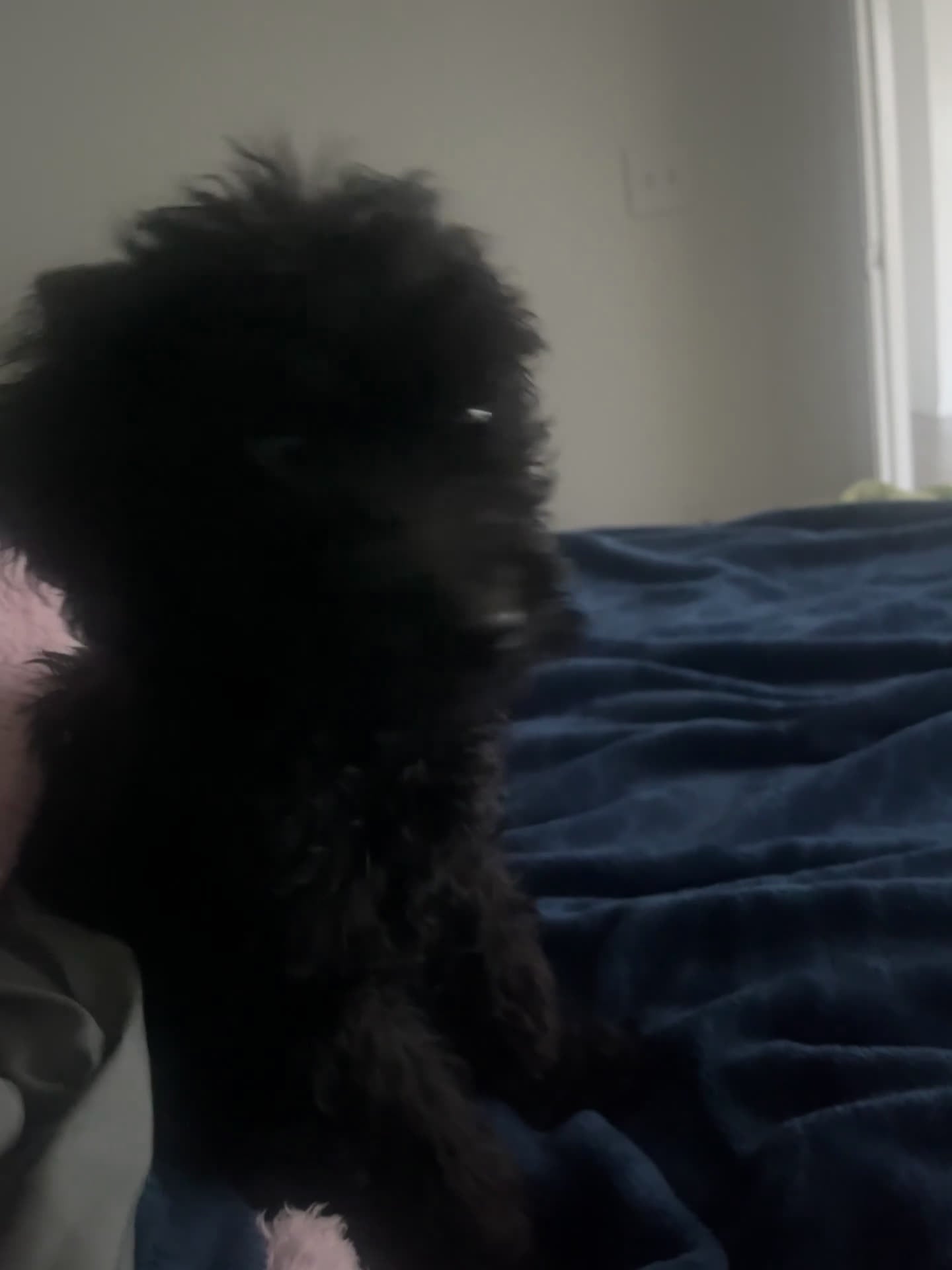 Mixed Breed dogs for sale: Mixed Breed Puppy 1 - Video 2