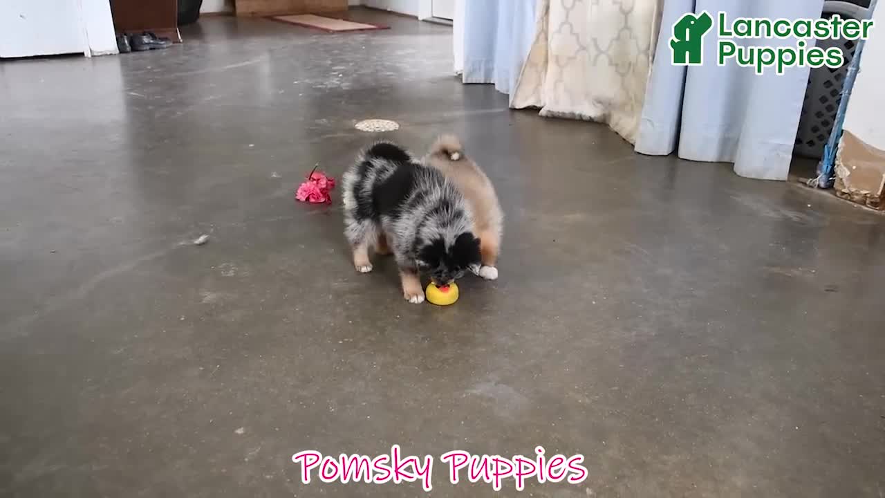 Pomsky dogs for sale: Jewelz - Video 1