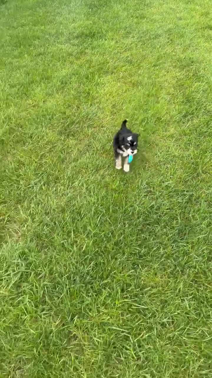 Mini Bernedoodle dogs for sale: Mini Benny - Video 2