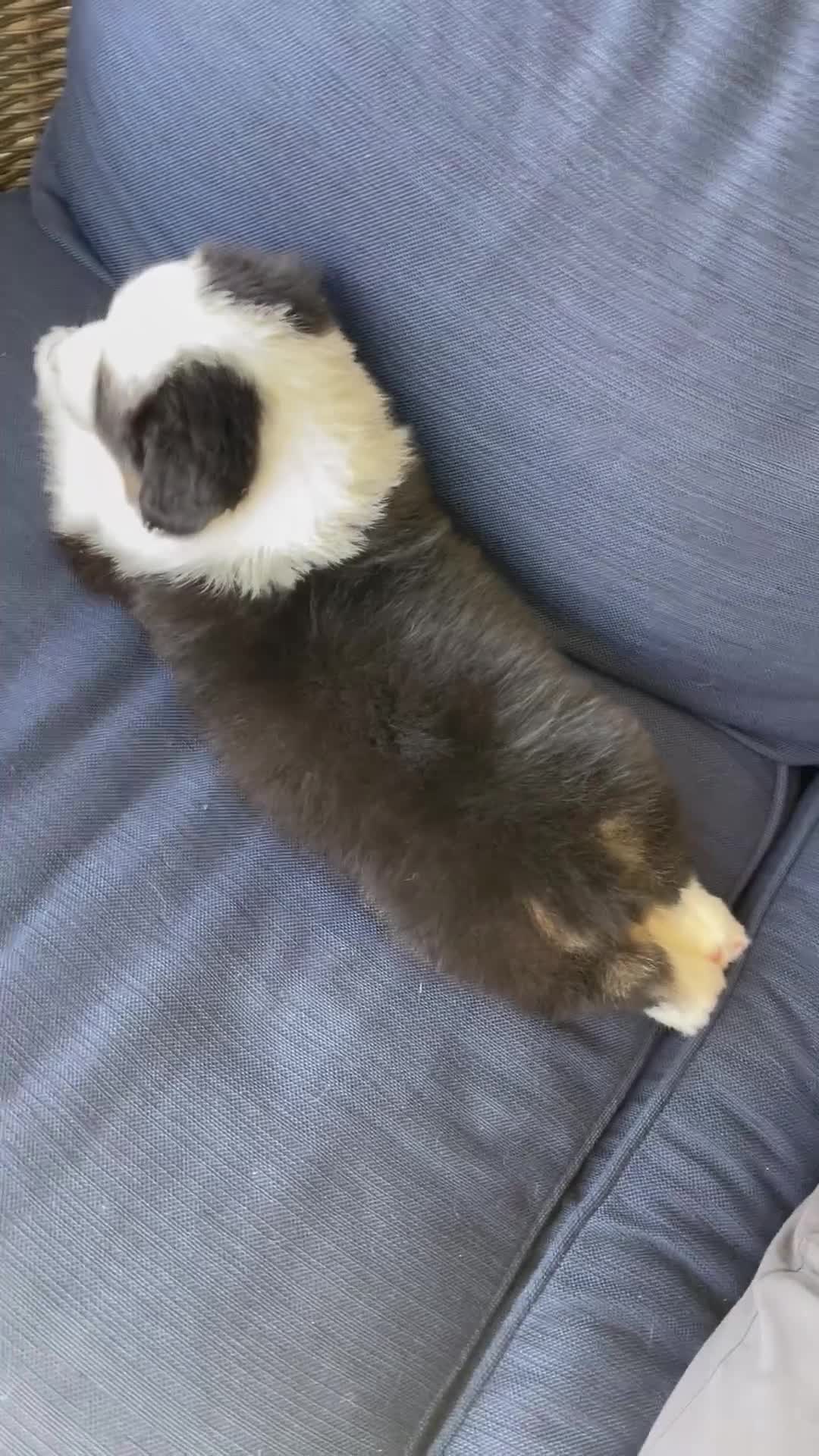 Australian Shepherd dogs for sale: Australian Shepherd- Gidget - Video 1